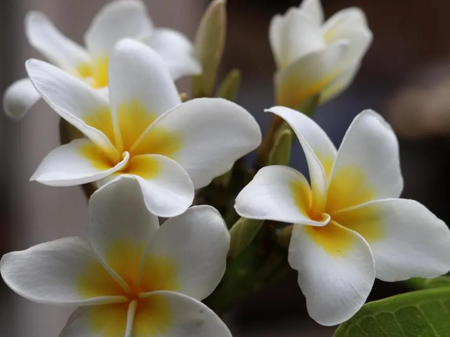 Flores brancas no jardim