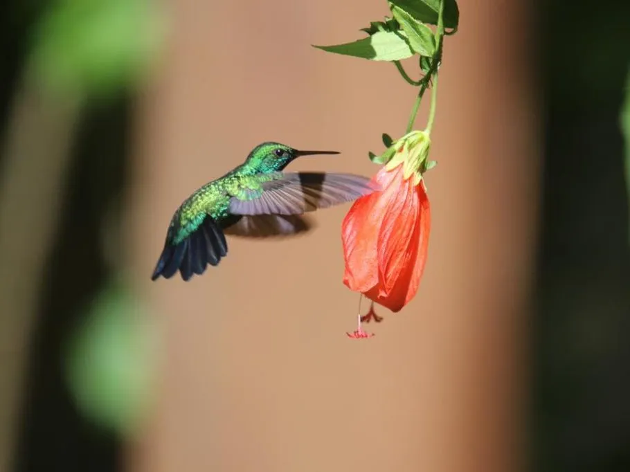 Beija-flor junto a uma flor